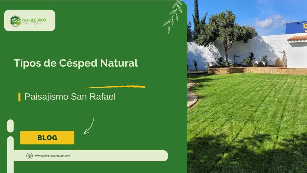 Tipos de Césped Natural