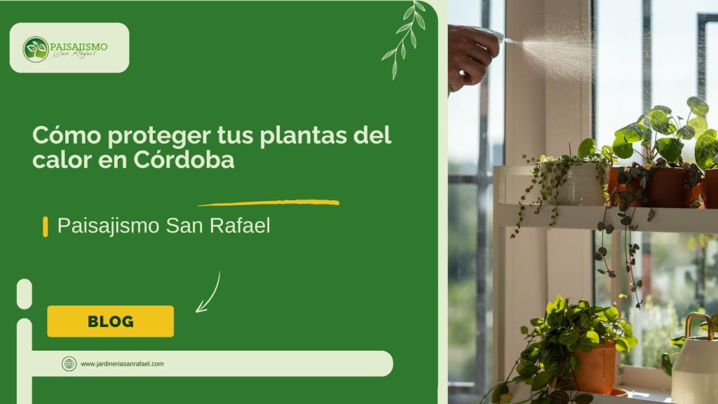 Cómo proteger tus plantas del calor en Córdoba