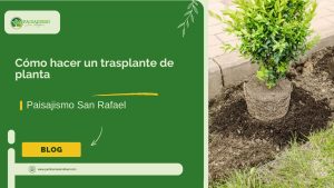 Cómo hacer un trasplante de planta